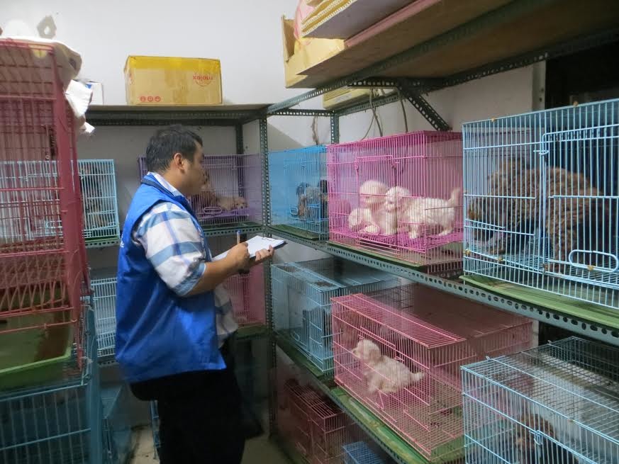 動保稽查人員在空間窄小、通風不良環境中清查犬隻種類。　新北市動保處/提供