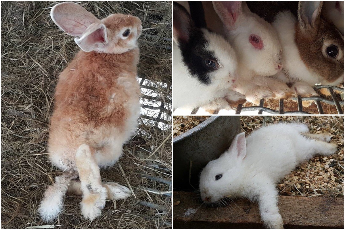 現場兔子有腳受傷、黴菌感染、營養不良、拉肚子等健康問題，幼兔死亡率極高。　　志工林小姐/提供