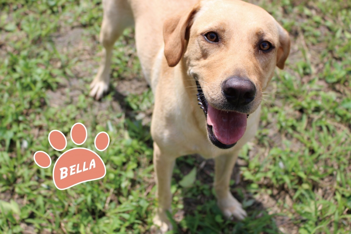 Bella動靜皆宜，也不會特別貪吃，相當適合進入家庭。　李娉婷/攝