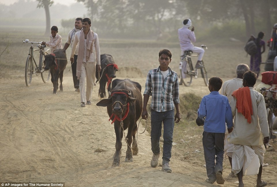 儘管印度已立法禁止,2014年11月仍有超過100人因為試圖帶動物越界而被捕。 取自每日郵報