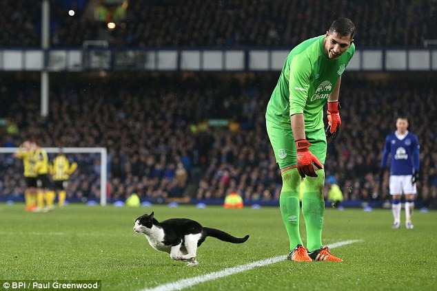 守門員Joel Robles上前請小貓離開。　取自Dailymail