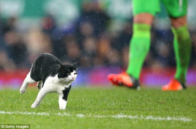 一隻貓咪闖進足球場中。　取自Dailymail