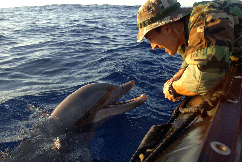 一名美軍正在夏威夷珍珠港執行「海洋哺乳動物專案計畫」，這個計畫專門研究海洋哺乳動物在軍事方面的用途，讓牠們保護船隻及清除魚雷，而現在俄國也打算加入訓練海豚的行列。　flickr_Marion Doss