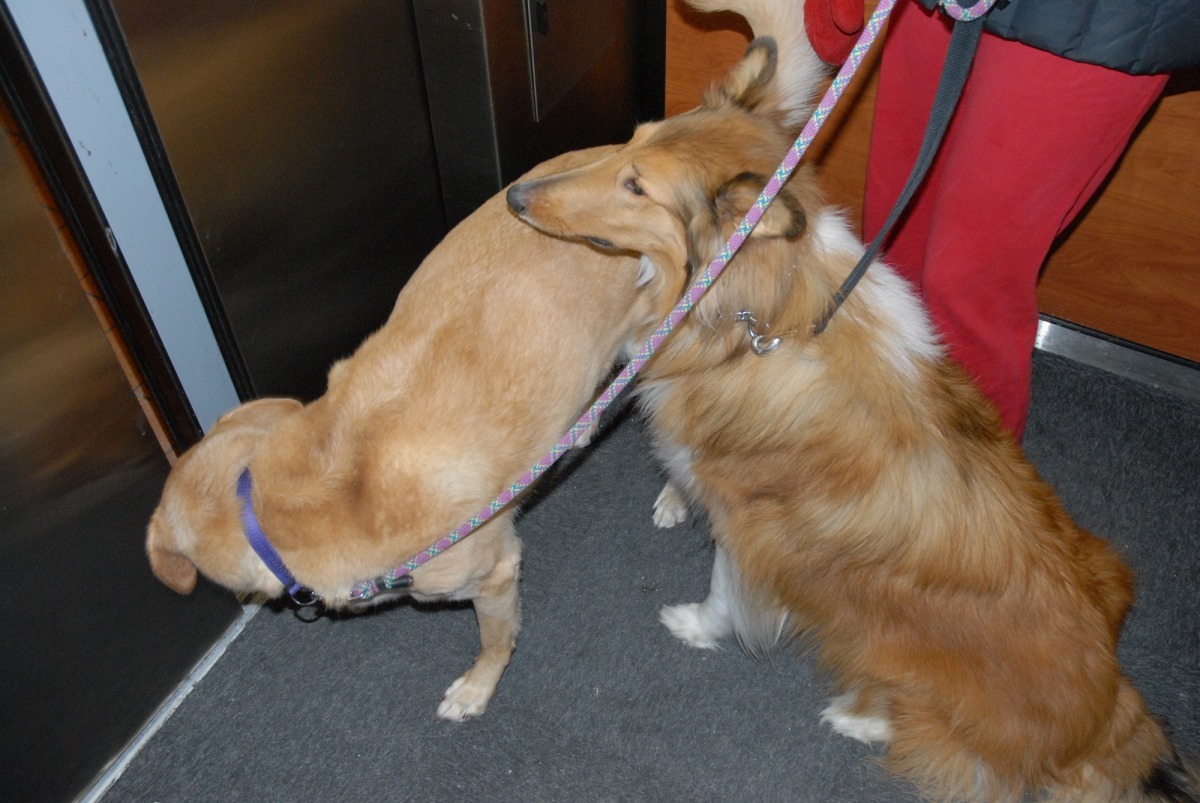 許多社區對養寵物有規約限制。　flickr_cedwardmoran