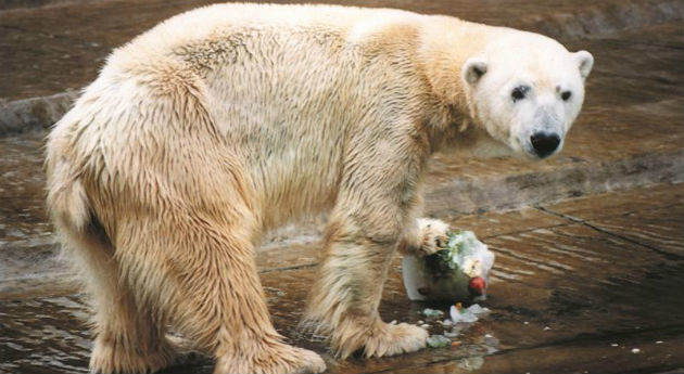 北極熊溫納在 2012年時因天候影響死亡。　photo: Jardín Zoológico de la Ciudad de Buenos Aires