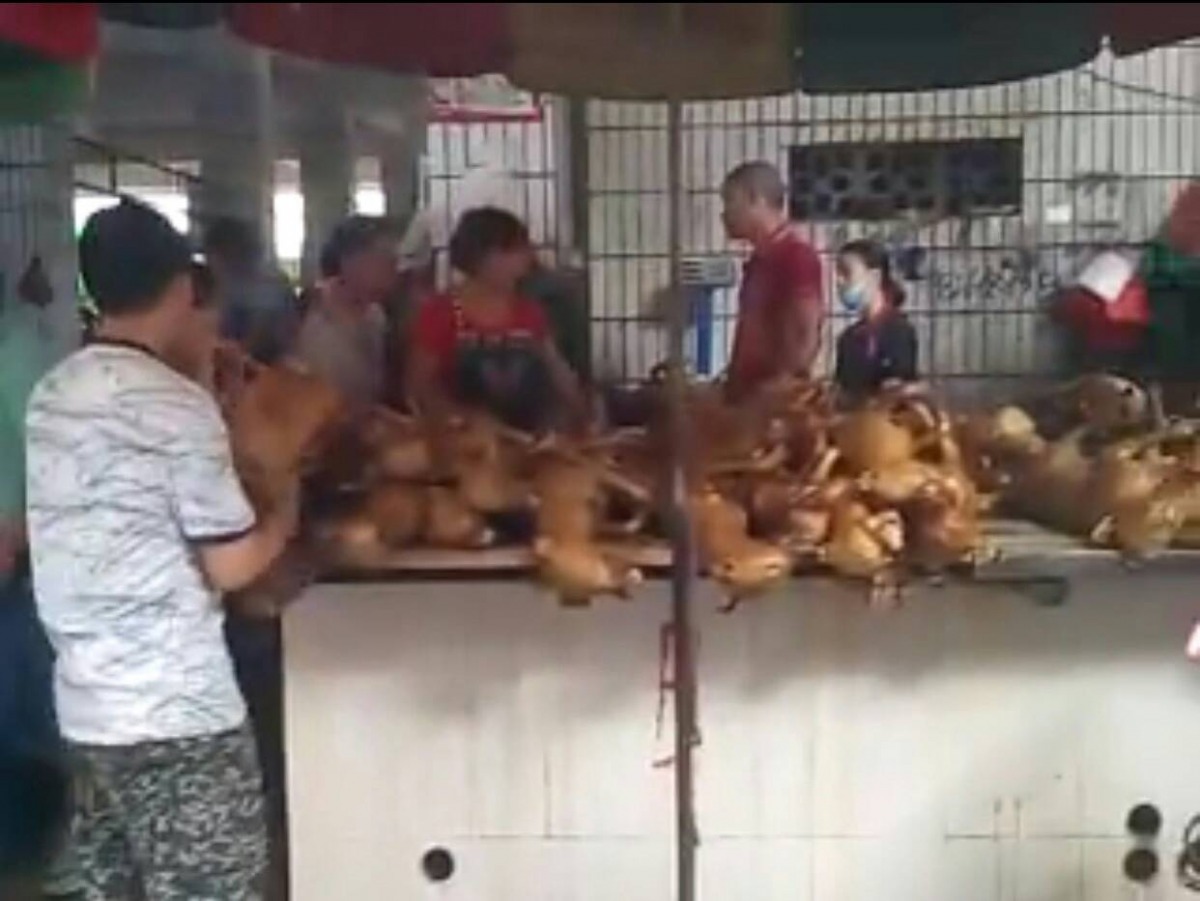 今年的玉林狗肉節較以往低調許多,攤販與購買人潮都減少,但並非是因為吃狗的人變少。 騰訊播客直播截圖