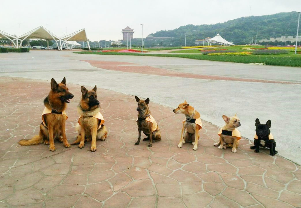 「臺北市陪伴犬協會」有近40隻可以與陌生人進行良好互動的狗狗，都是協會成員自家的寵物狗。　蔡文揮/提供