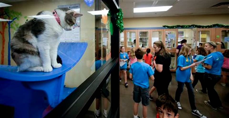 參與動物收容所夏令營的人數逐年上升。　取自The State