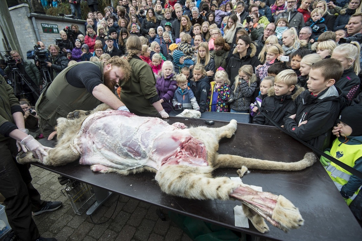 丹麥人認為讓兒童觀賞動物解剖具有教育意義。　取自英國衛報