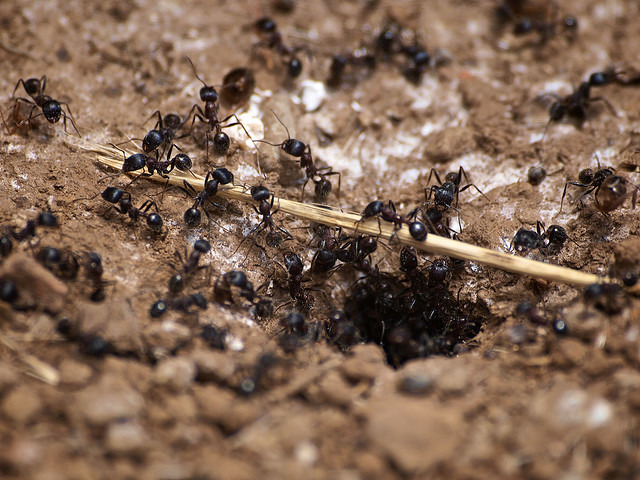 在許多人心目中，螞蟻是刻苦耐勞的生物。　flickr_Ingrid Taylar
