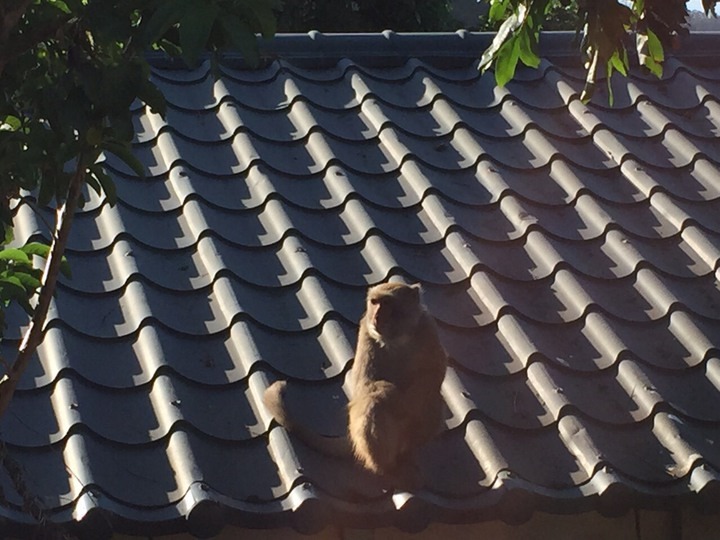 獼猴抓傷老翁後再次逃到屋頂。　翻攝網路