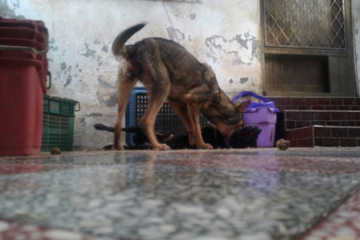 黃黑色大型米克斯母犬為護幼，緊咬黑色米克斯母犬的頸部不放。　基隆市動物保護防疫所/提供