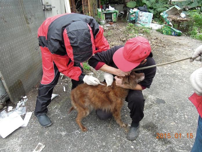 防疫所人員15日幫其中一處的收容犬隻施打晶片與狂犬病疫苗。 基隆市動物保護防疫所/提供