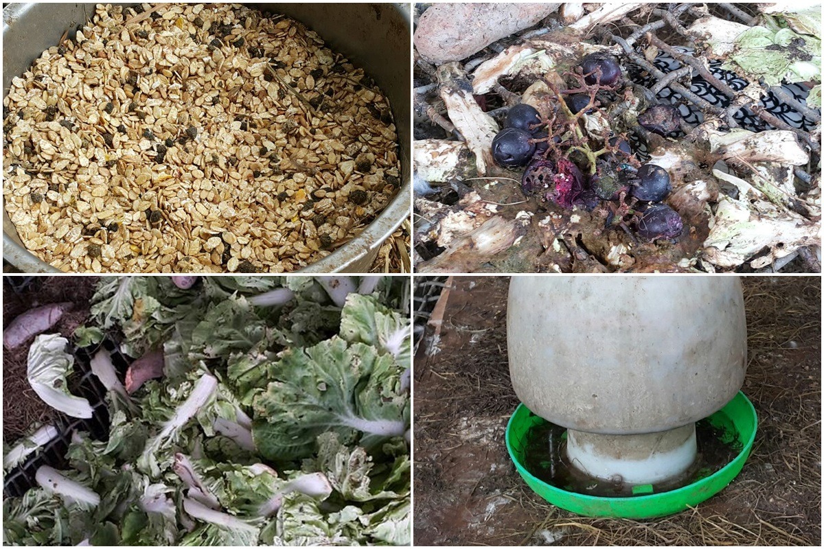 兔子們的主食為混合穀類與蔬果，飲水也髒汙不堪。　　志工林小姐/提供