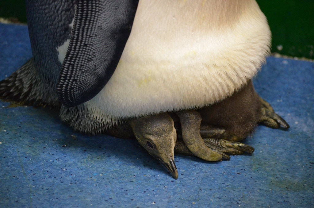 台灣法律規定不得進口野外捕捉的動物，除了因早年尚未規範而進入台灣的野生動物外，現今的展示動物多為人工繁殖個體。　資料照(台北市立動物園/提供)