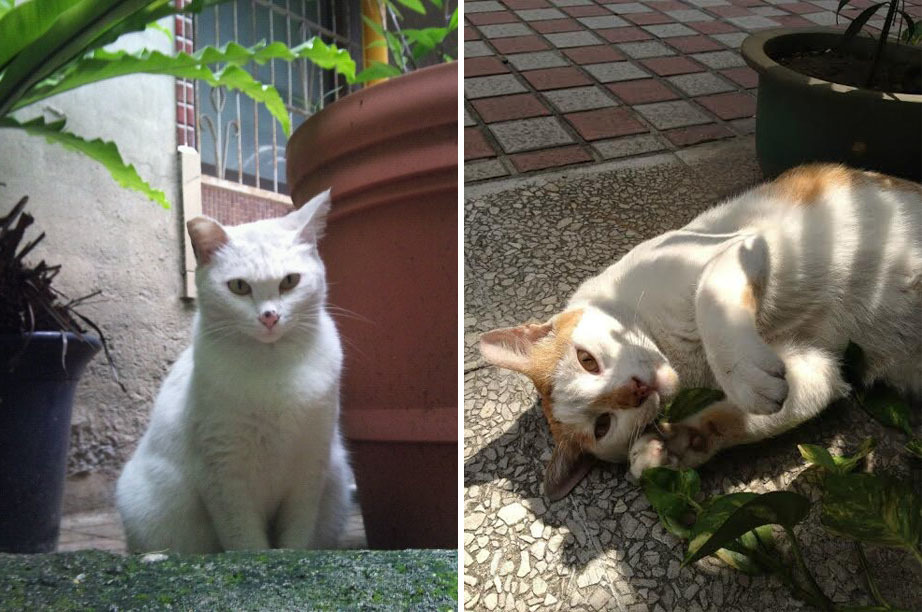 TNR時期的小白(左)與小橘(右)，現在都是黃宗慧家的家貓。　黃宗慧/提供