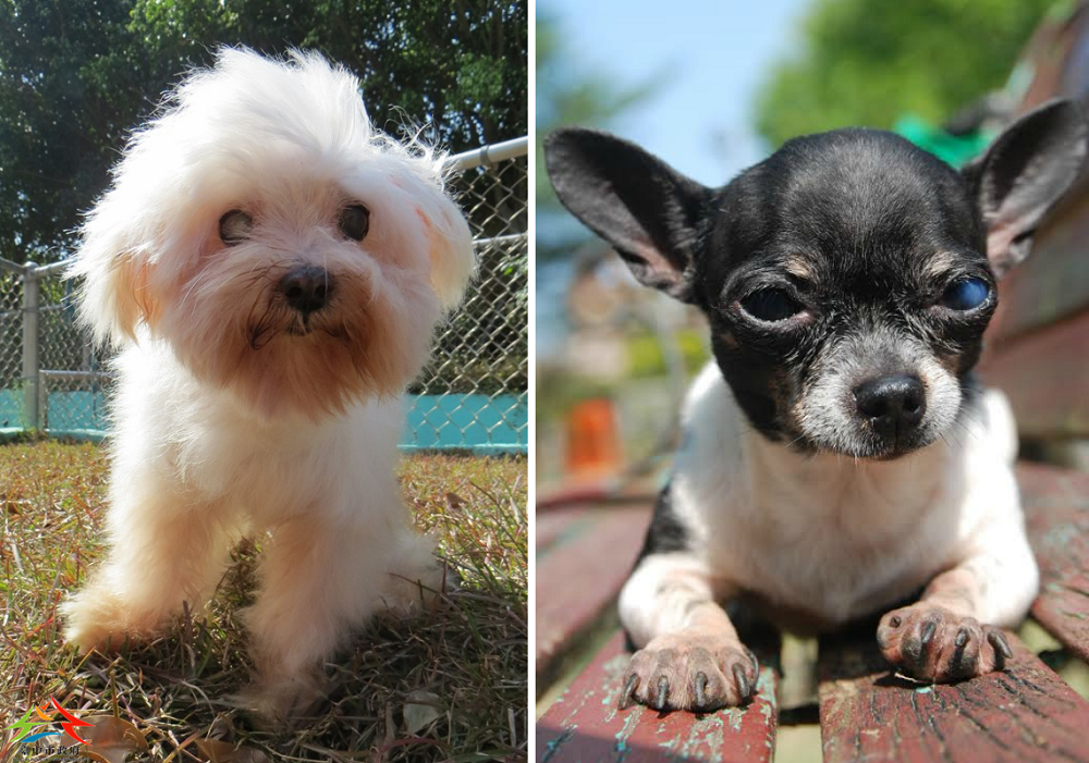 超過7歲的老狗飲食與身體狀態都要特別注意。 台中市動物之家/提供