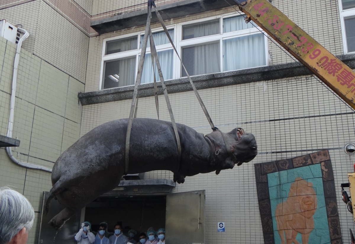 雖然動物園內有焚化爐,但阿河噸位太大,基於安全考量,焚化作業分兩日才完成。 取自台北市立動物園