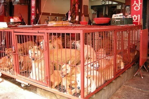 中國黑龍江省與朝鮮半島相連，飲食習慣也深受朝鮮民族影響。(示意圖)　 取自網路