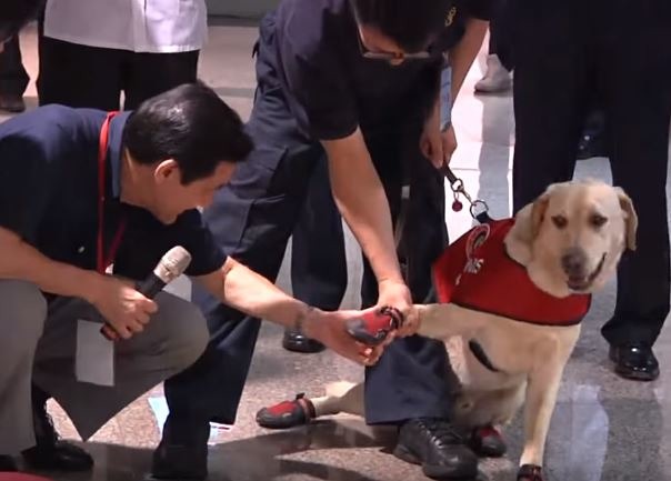 每種工作犬都有各自的特性要求，社會化的方式也不盡相同，但共同的要求是不能把狗兒當寵物養，讓狗兒學會工作中不需要的指令。 影片截圖，取自網路