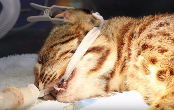 集寶野放8天後隨即遭到攻擊，無法回到野外生活。　影片截圖