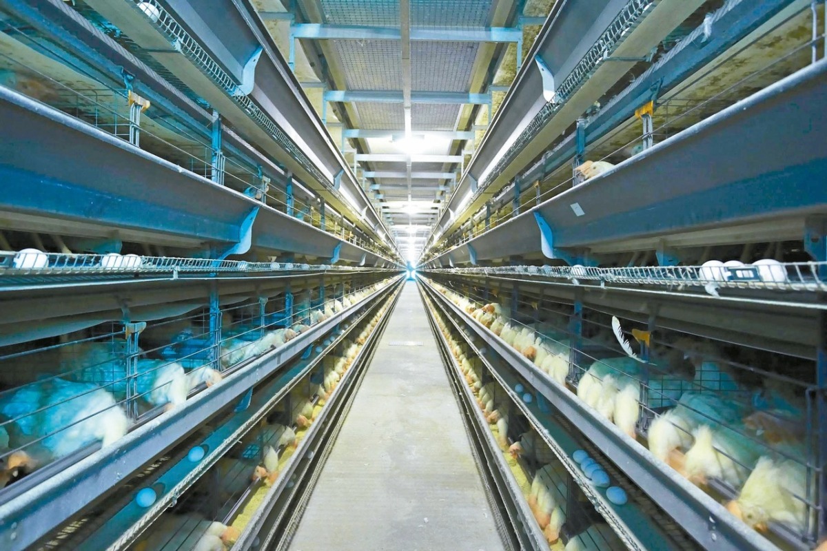 昨(18)日確診感染H5亞型高病原性禽流感的蛋雞場與9日感染本土型H5N2禽流感的蛋雞場(如圖)為關係企業，皆為密閉式飼養。 取自網路