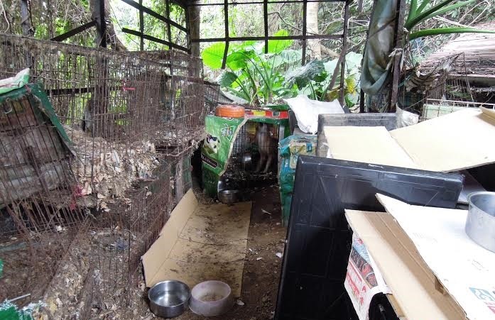 狗狗的收容場地環境髒亂、無適當遮蔽。 基隆市動物保護防疫所/提供