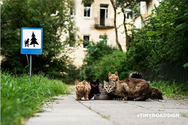 流浪貓飽餐一頓後一起望向攝影師，一旁架設著專為牠們打造的迷你路標。　CLINIC 212/提供
