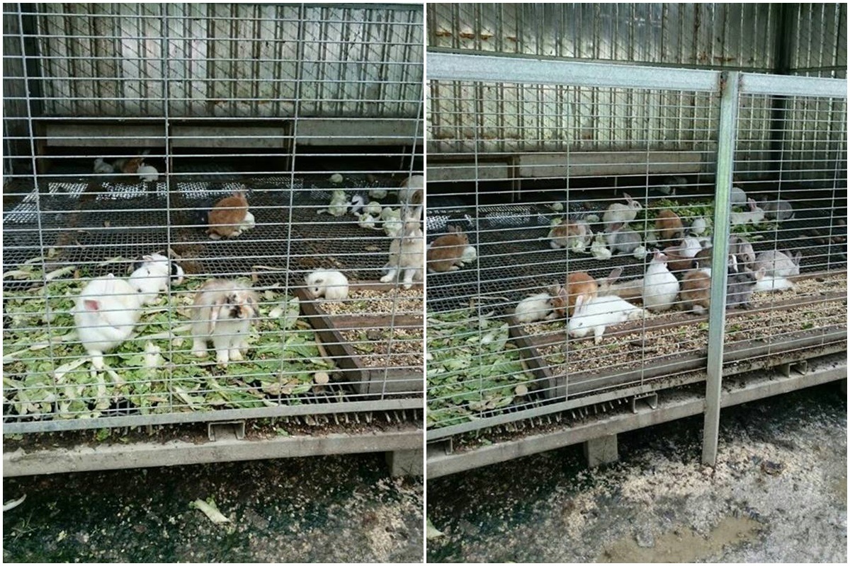 由於未分籠、環境不佳，小兔子不斷出生與死亡，志工已於11日將健康母兔、小兔分離至空教室飼養，與公兔分開。　志工林小姐/提供