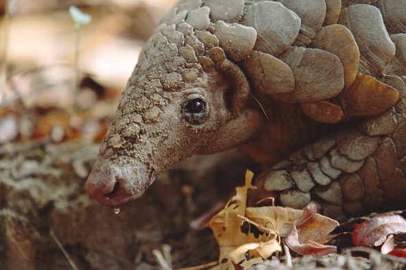 印度穿山甲因為藥用價值而遭到濫捕，瀕臨滅絕。　取自科學期刊《自然》