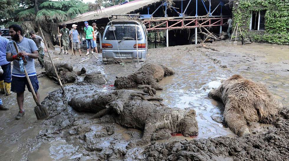 許多動物死於洪水。　取自國際在線