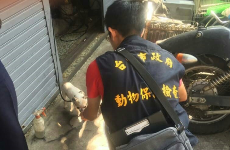小吉娃娃被飼主拉扯牽繩吊起,極有可能傷及頸椎。 台中市動保處/提供