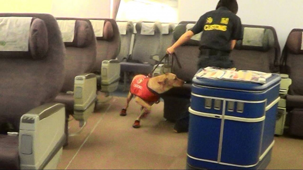 Cora在台北飛往巴黎的班機機艙搜索。      取自關務署臺北關