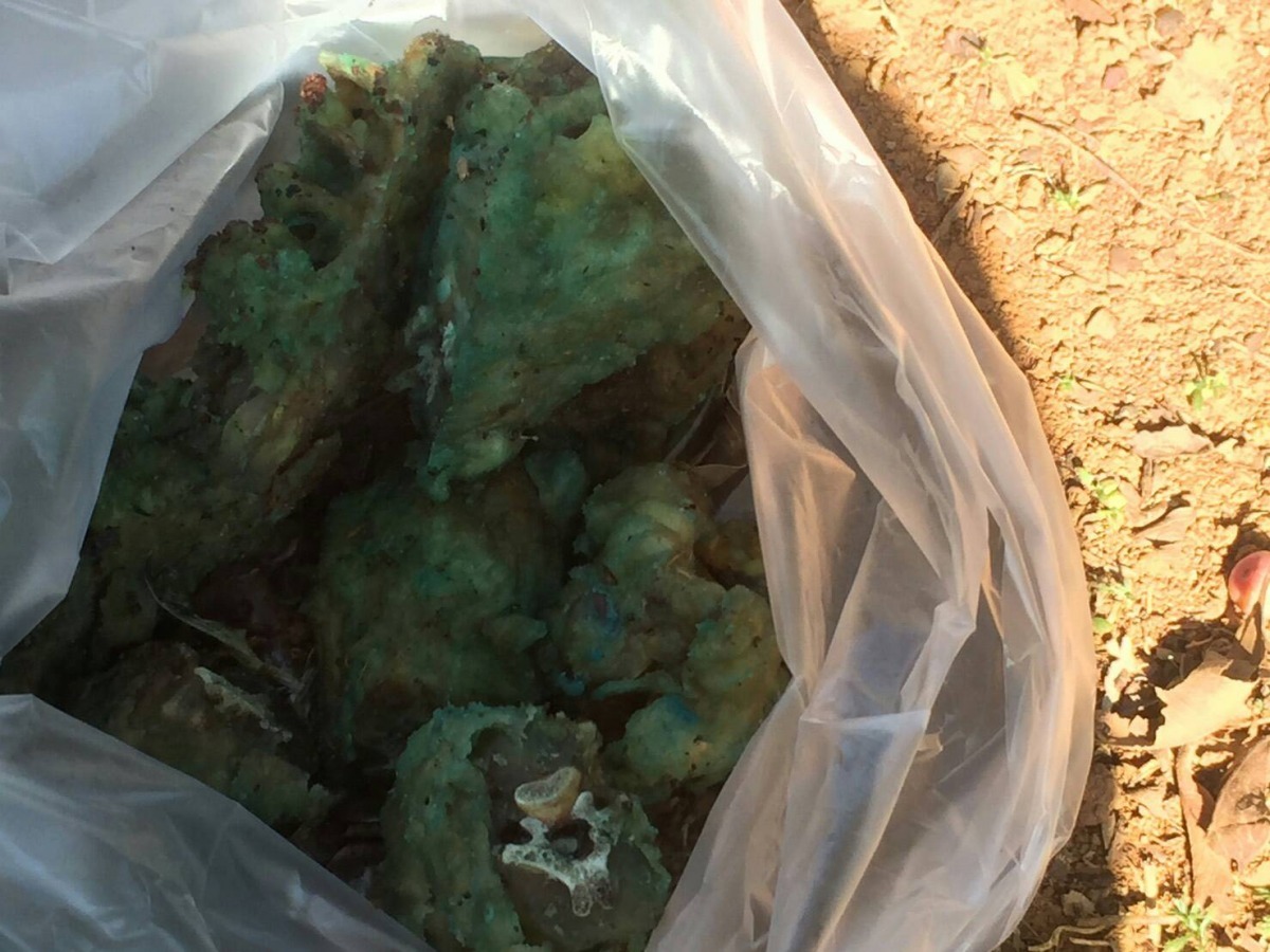 新北市林口區竹林山寺旁找到的摻了毒藥的雞脖子。 新北市動保處/提供