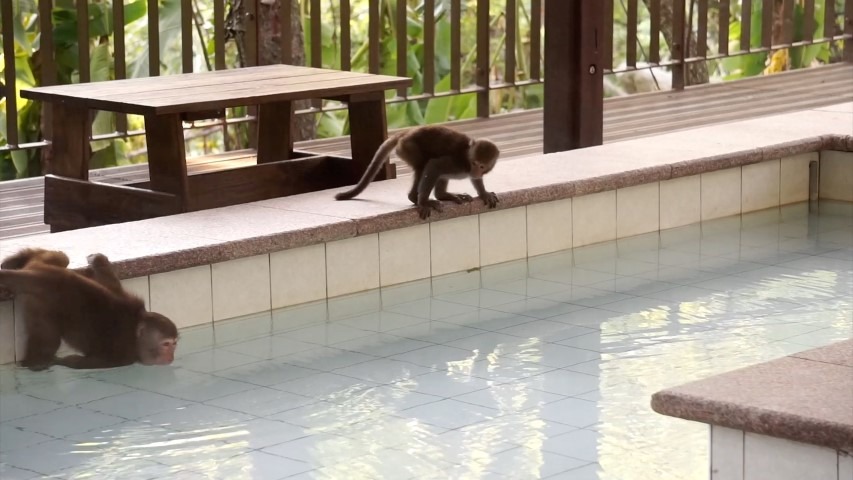 台東知本國家森林遊樂區有3-4群猴群，近來新增設的溫泉泡腳池也成了牠們的遊憩場地。　取自台東林區管理處網站