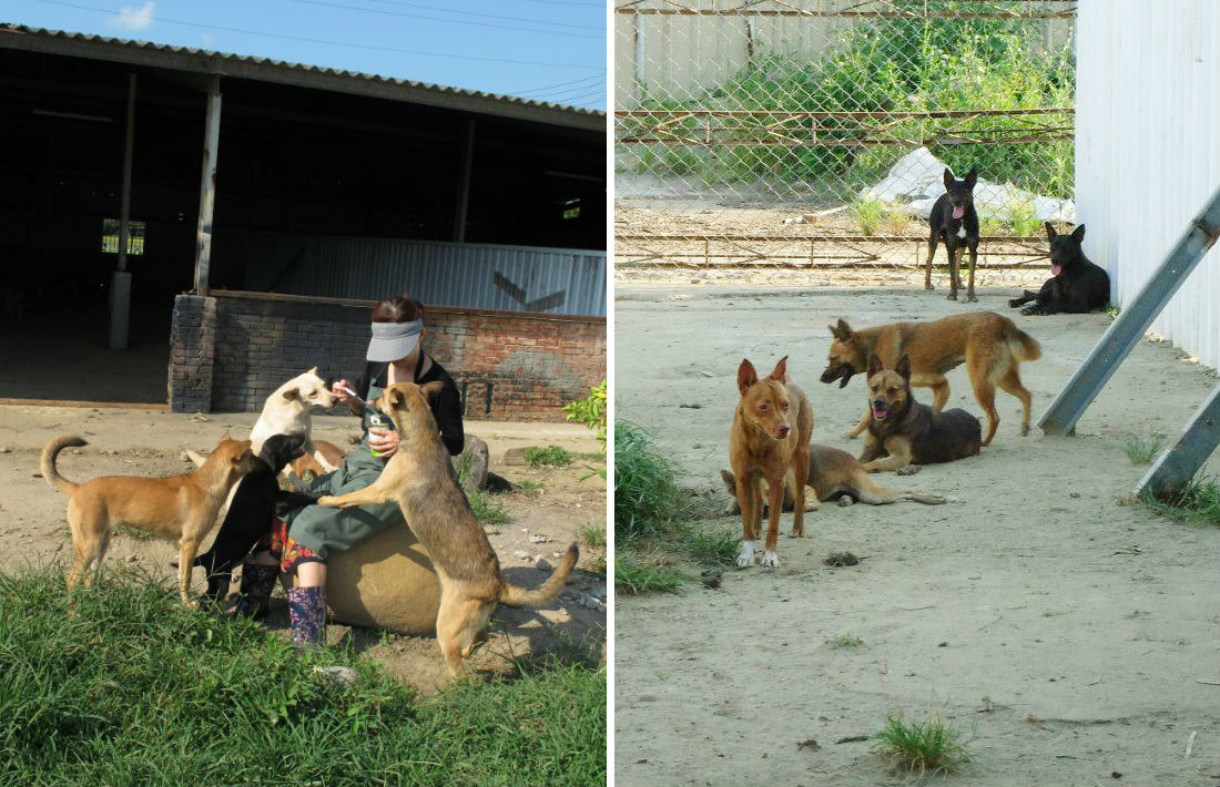 廢棄養豬場改建而成的「幸福狗狗園」，陳愛媽認為每隻狗狗都要有足夠的活動空間，因此送養成功後才會再收容新的浪浪，不過還是防不了有人蓄意丟狗。　　取自幸福狗流浪中途專頁