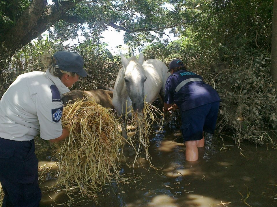 馬匹的救援也是RSPCA Qld關心的範圍。　取自RSPCA Queensland臉書