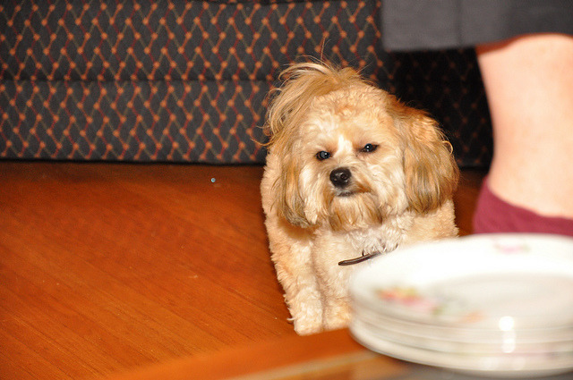 對狗主人不好的話，狗狗也不會喜歡你。flickr_Derek K. Miller