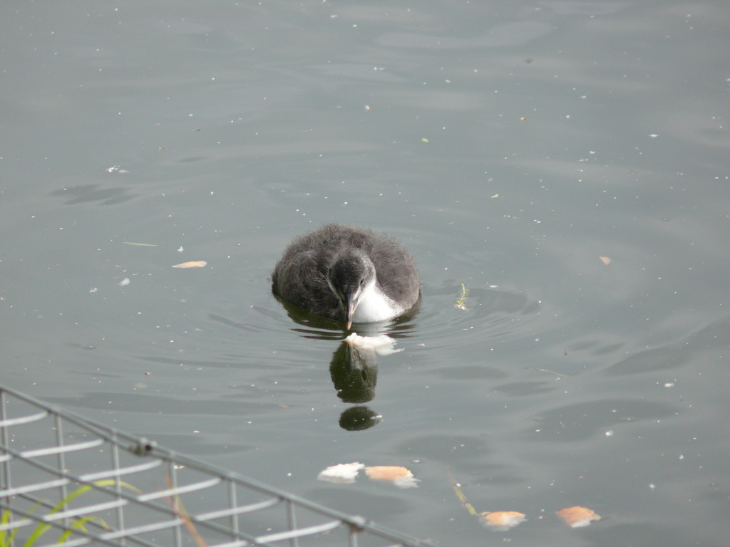 正在河上盯著麵包瞧的黑鴨。　flickr_generalising