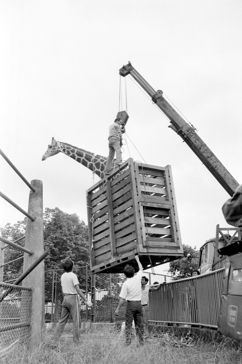 圓山動物園在警方協助下，將圓山舊園中「長青」和「長壽」兩隻長頸鹿兄弟，移至木籠後使用吊車搬上車，運到木柵新園。遷移前，兩隻長頸鹿也花了一個多月適應運輸籠。　聯合知識庫/提供(攝影：林建榮)