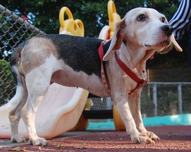 公立收容所中年紀大的狗狗不少是品種犬,外表還是很吸引人,許多民眾會衝動認養後又棄養。 台中市動物之家/提供