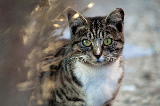 野貓是造成澳洲野生哺乳動物減少的主因。 flickr_jude