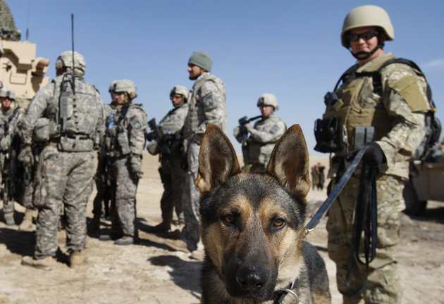 美國新法退役軍犬不得棄置海外 社團法人中華民國保護動物協會