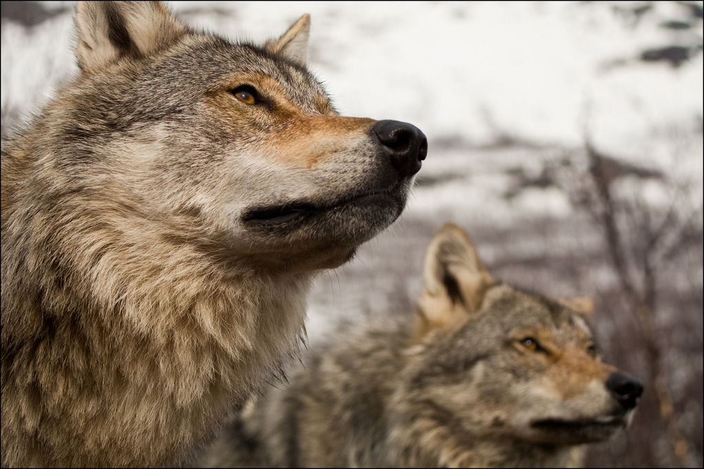芬蘭人決定開始獵捕野狼。　flickr_Michiel van Nimwegen