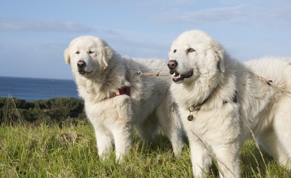 現正守護小企鵝的Eudy與Tula姊妹已經8歲，面臨退休問題。　取自計畫募資專頁