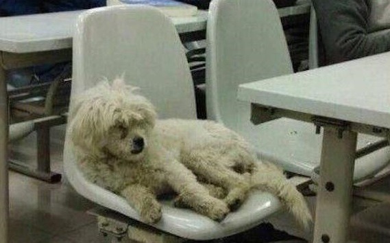 西北農林科技大學的「學霸狗」,去年11月被校警打死,同樣遇害的還有4隻流浪狗。 取自網路