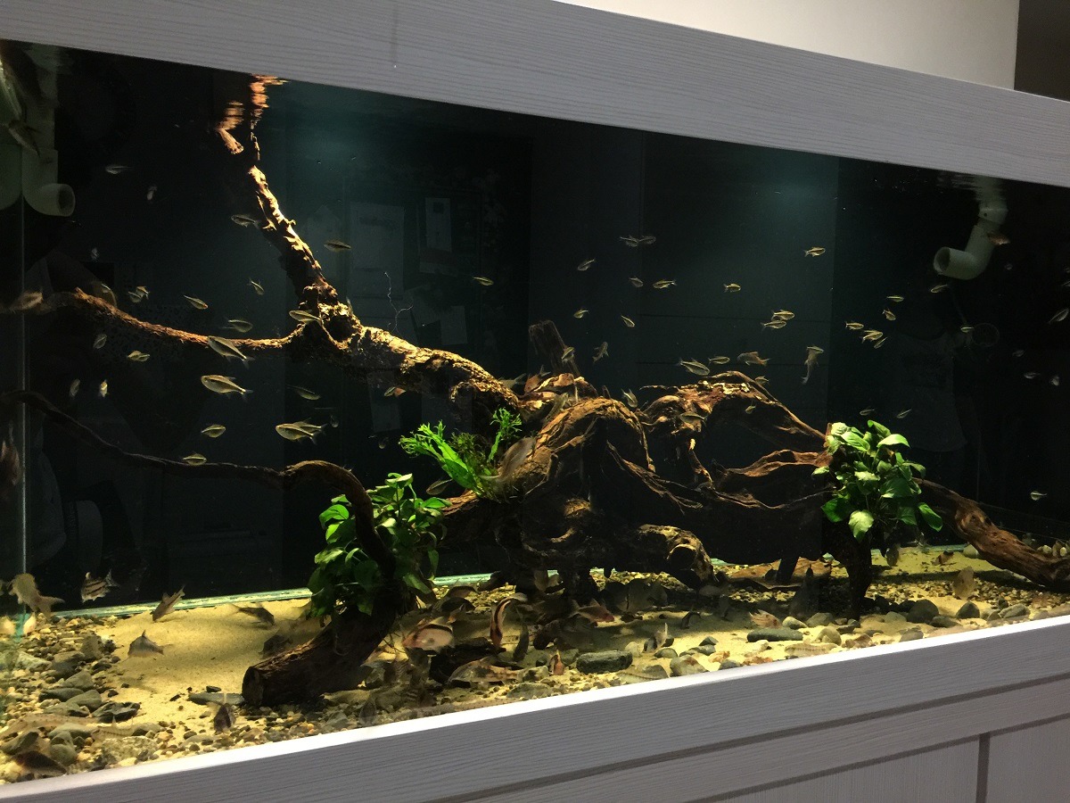 阿喵家的魚缸，鼠魚是底棲型魚類，上層為燈魚、觀賞鯛魚。 阿喵/提供