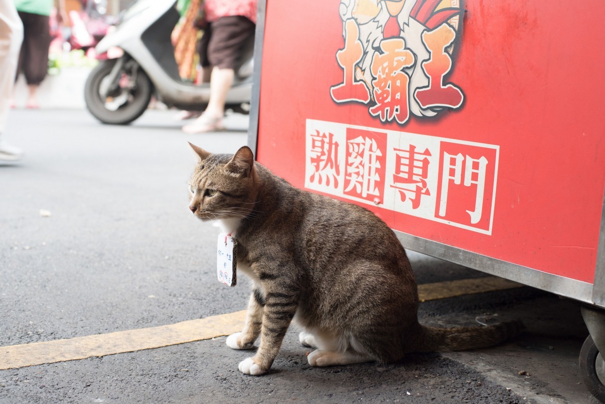 我每天都會來顧隔壁攤，因為......