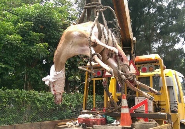 8日國道一號發生了一起離奇車禍,一隻梅花鹿當場死亡。 翻攝網路