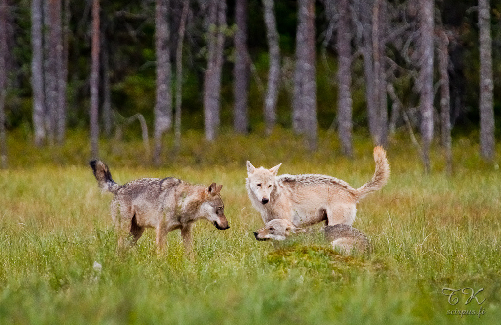 狼是群居的動物，生育力也相當好。　flickr_Tapio Kaisla